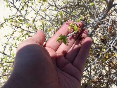 Bursera filicifolia, photographed by Bill Levine