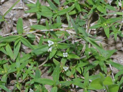 Hexasepalum teres, photographed by Michelle W. （鍾偉瑋）
