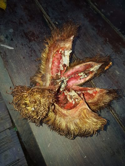 Sloanea fragrans, photographed by Círculo de Investigación en Taxonomía, Florística y Ecología Vegetal
