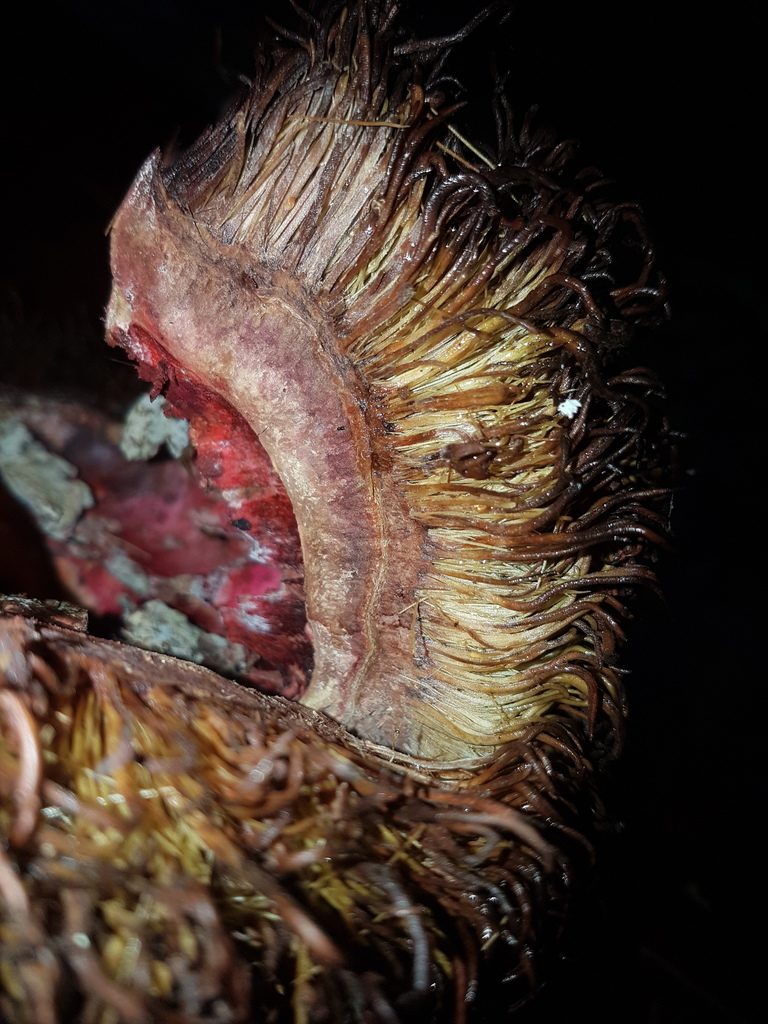 Sloanea fragrans, photographed by Círculo de Investigación en Taxonomía, Florística y Ecología Vegetal