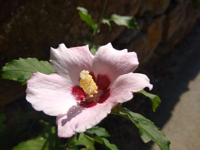 Hibiscus syriacus, photographed by Quinn Shemet