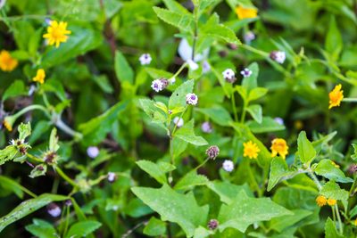 Phyla lanceolata, photographed by Melissa McMasters