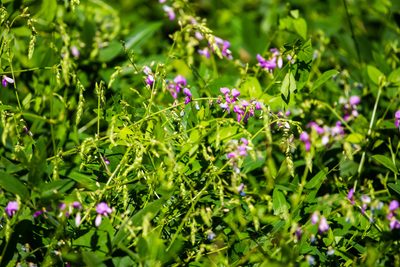 Desmodium canescens, photographed by Melissa McMasters