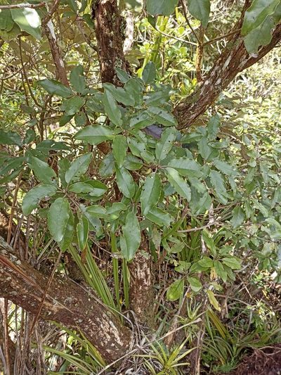 Olearia albida, photographed by Oscar Dove
