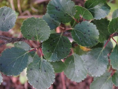Betula glandulosa, photographed by Erin Springinotic
