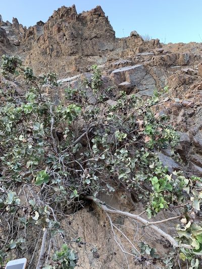 Dyerophytum indicum, photographed by Arabella Willing