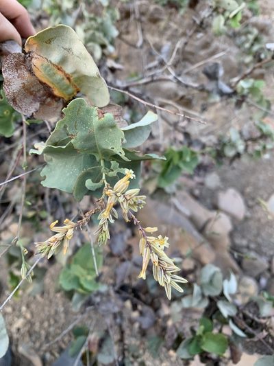 Dyerophytum indicum, photographed by Arabella Willing