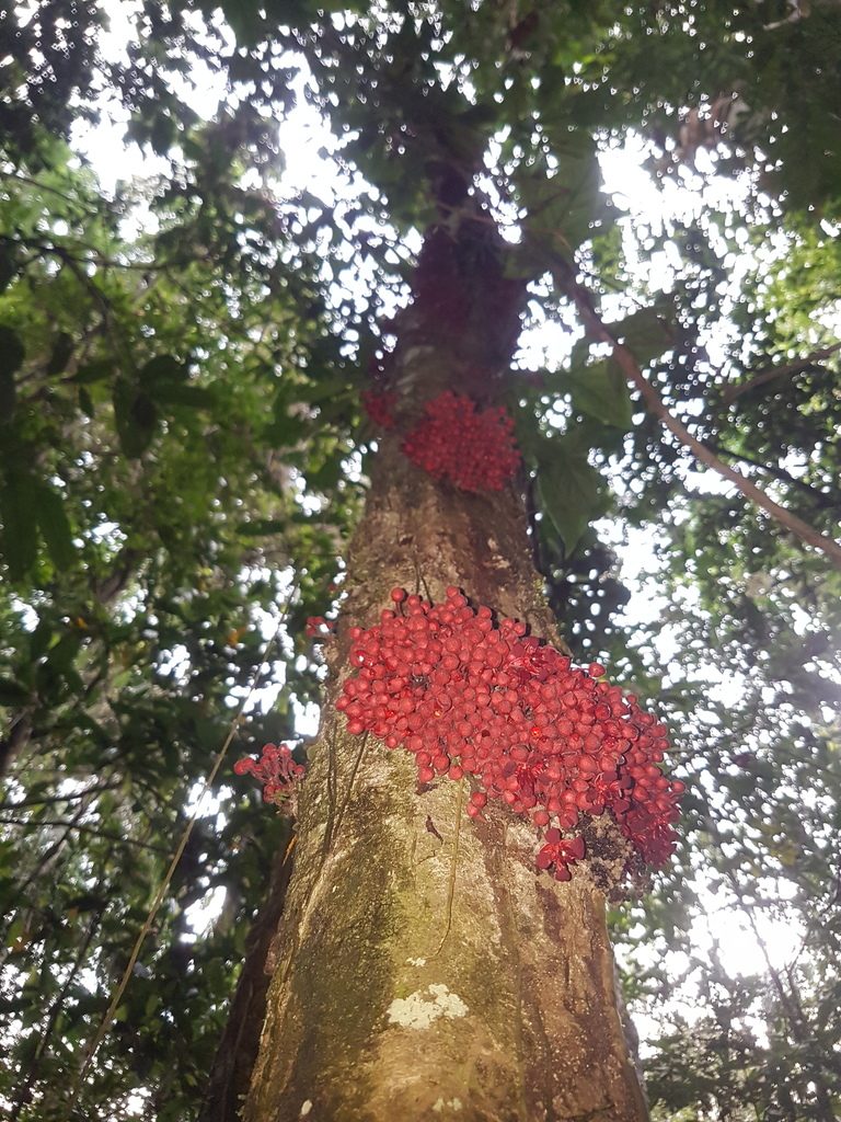 Theobroma speciosum, photographed by Círculo de Investigación en Taxonomía, Florística y Ecología Vegetal