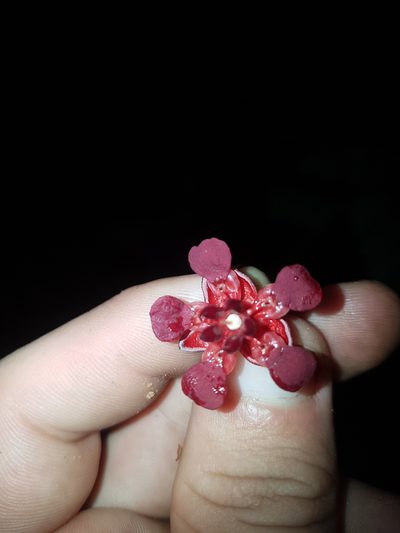 Theobroma speciosum, photographed by Círculo de Investigación en Taxonomía, Florística y Ecología Vegetal