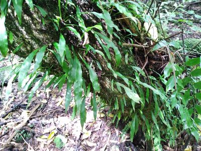 Loxogramme dictyopteris, photographed by Leon Perrie
