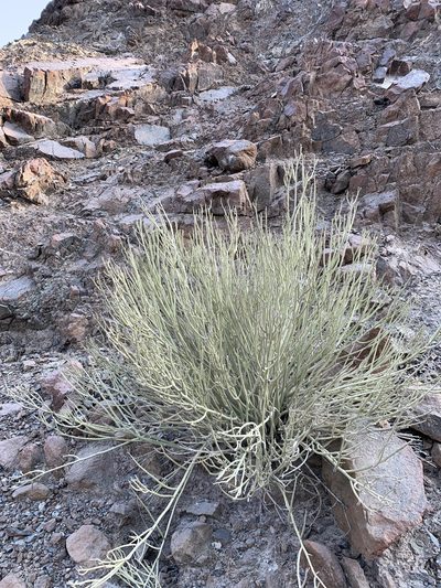 Euphorbia larica, photographed by Arabella Willing