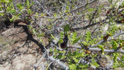 Bursera exequielii, photographed by Bill Levine
