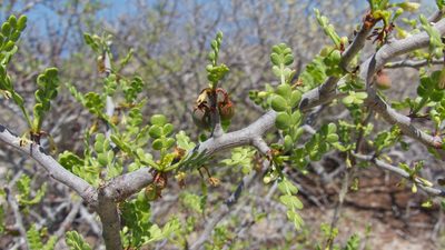 Bursera exequielii, photographed by Bill Levine