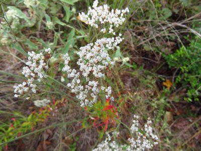 Eriogonum multiflorum, photographed by Annika Lindqvist