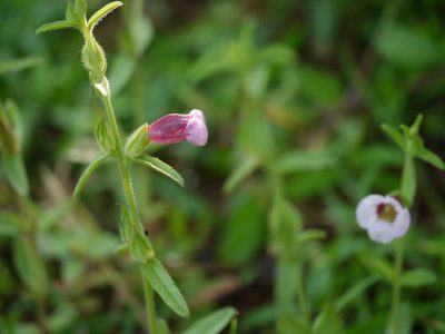 Centranthera indica, photographed by Dinesh Valke