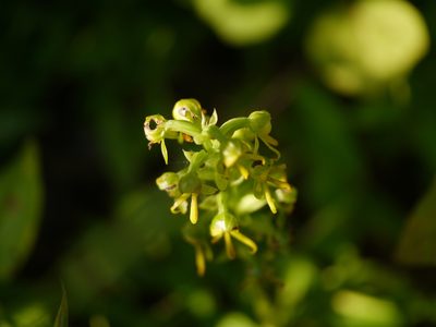 Habenaria marginata, photographed by Dinesh Valke