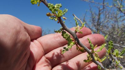 Bursera exequielii, photographed by Bill Levine