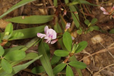Lespedeza repens, photographed by Judy Gallagher
