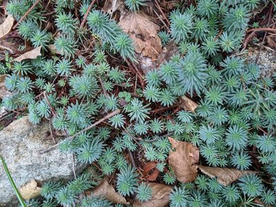 Petrosedum forsterianum, photographed by Bryn