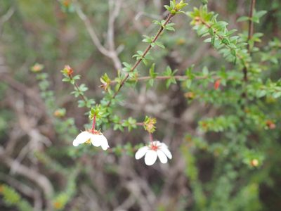 Bauera rubioides, photographed by Jesse de Vries