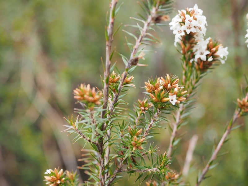 Epacris lanuginosa, photographed by Jesse de Vries