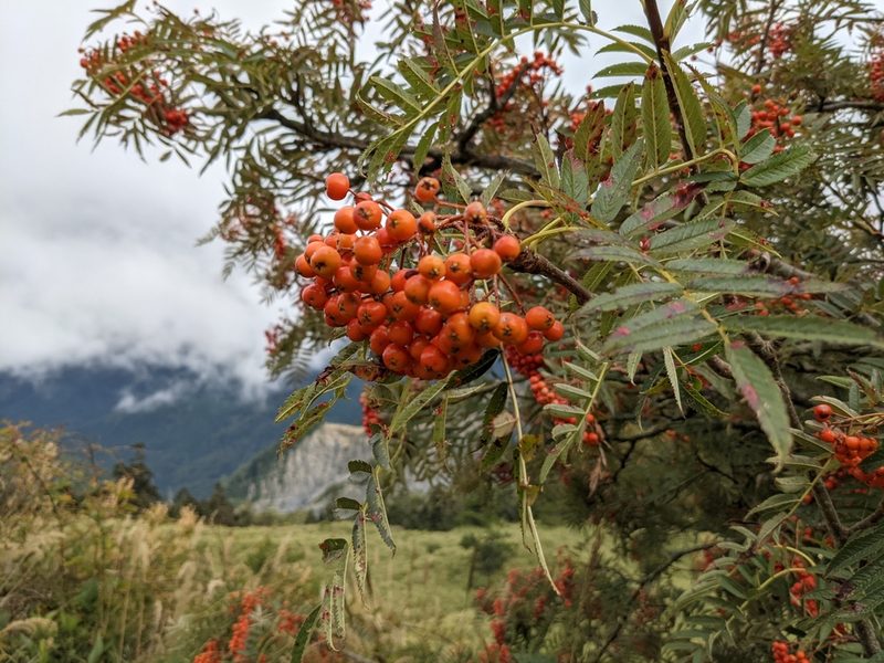 Sorbus randaiensis, photographed by Mori Chen