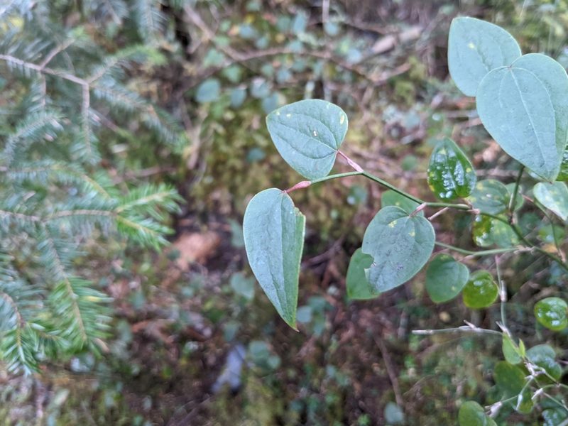 Smilax vaginata, photographed by Mori Chen