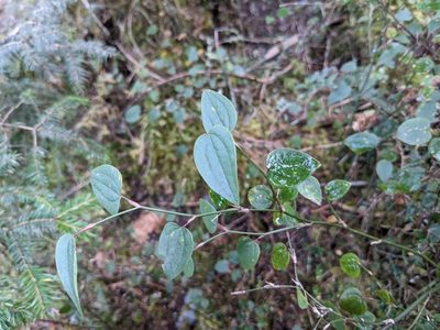 Smilax vaginata, photographed by Mori Chen