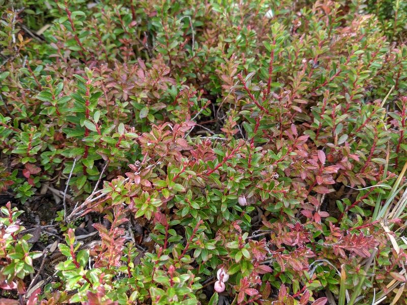Gaultheria borneensis, photographed by Mori Chen