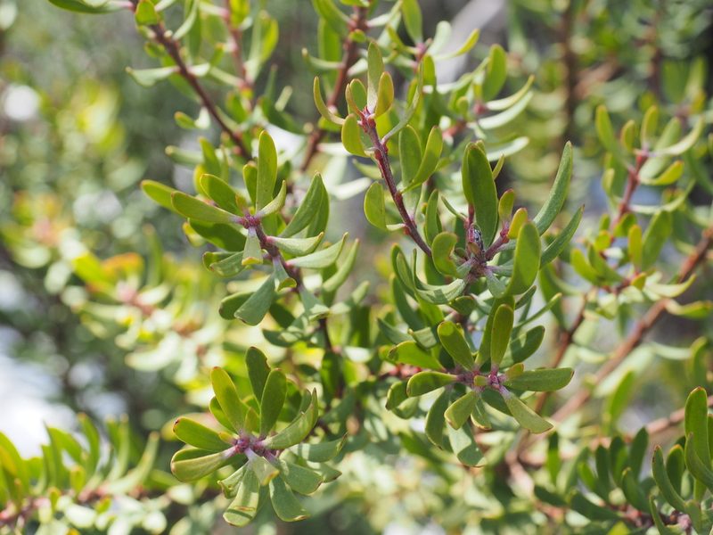 Persoonia gunnii, photographed by Jesse de Vries