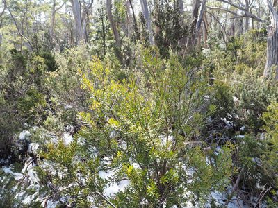 Persoonia gunnii, photographed by Jesse de Vries
