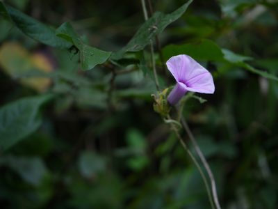 Argyreia elliptica, photographed by Dinesh Valke