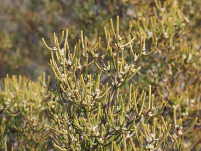 Hakea epiglottis, photographed by Jesse de Vries