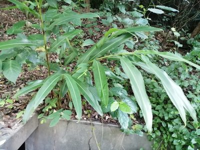 Alpinia zerumbet, photographed by 五色鳥