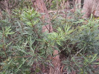 Lomatia tinctoria, photographed by Jesse de Vries