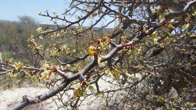Bursera exequielii, photographed by Bill Levine