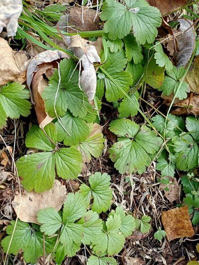 Waldsteinia ternata, photographed by Владимир Преловский