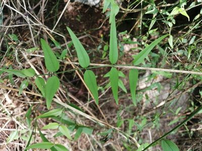 Jasminum nervosum, photographed by 五色鳥