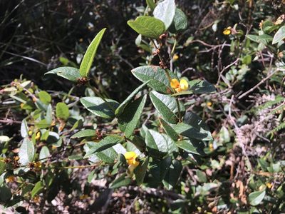 Bossiaea parviflora, photographed by Miguel de Salas