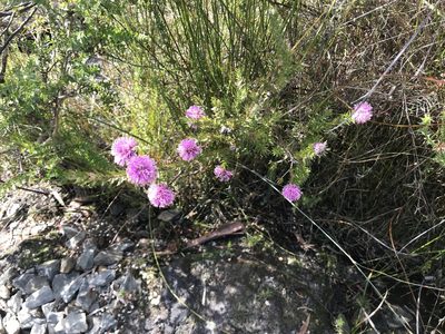 Melaleuca squamea, photographed by Miguel de Salas