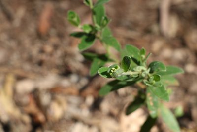 Pimelea altior, photographed by Greg Tasney