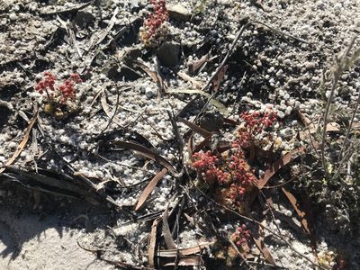 Drosera glanduligera, photographed by Miguel de Salas