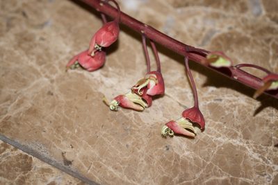 Mezoneuron latisiliquum, photographed by Shawn O'Donnell