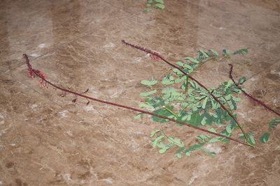 Mezoneuron latisiliquum, photographed by Shawn O'Donnell