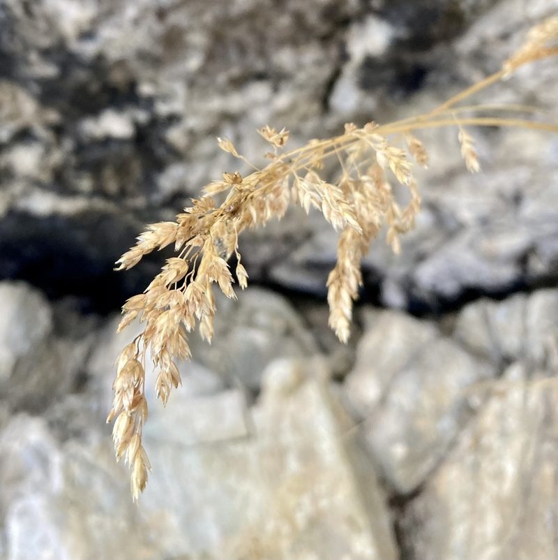 Poa cenisia, photographed by Caleb Catto