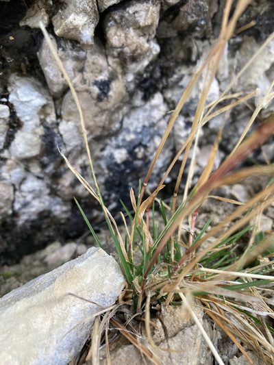 Poa cenisia, photographed by Caleb Catto
