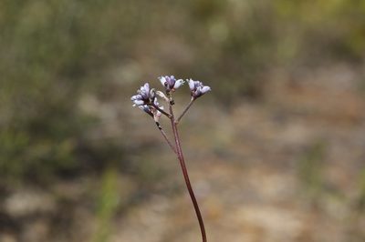 Conospermum tenuifolium, photographed by dhfischer