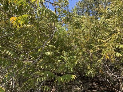 Juglans microcarpa, photographed by Kane Sandoval