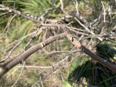 Rhus lanceolata, photographed by Kane Sandoval