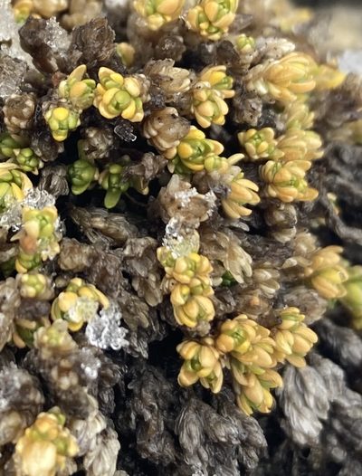 Facchinia cherlerioides, photographed by Caleb Catto